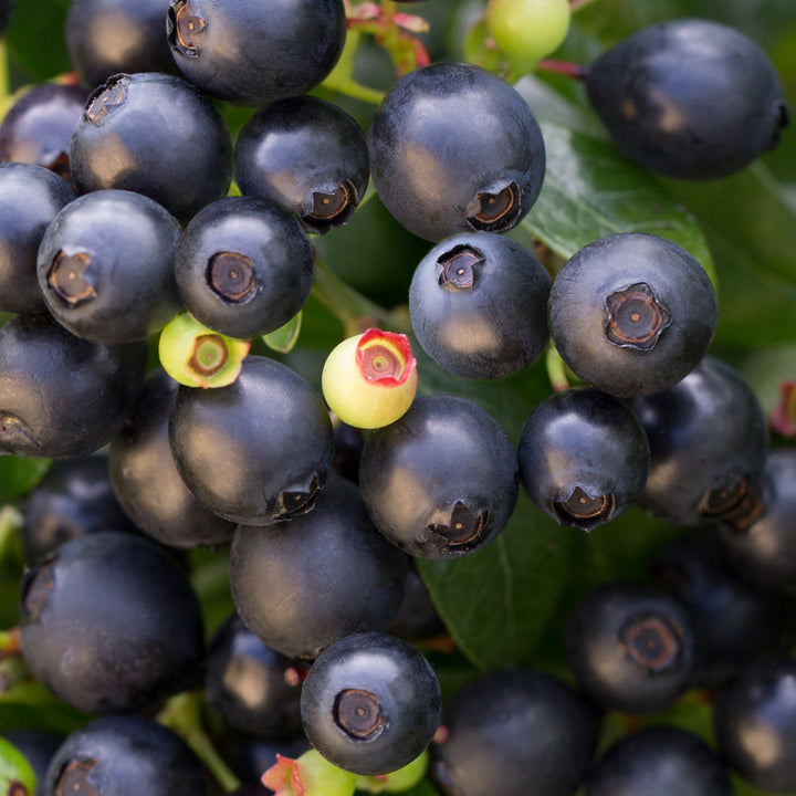 Beeren der Blaubeere BrazelBerry® 'BerryBux'®