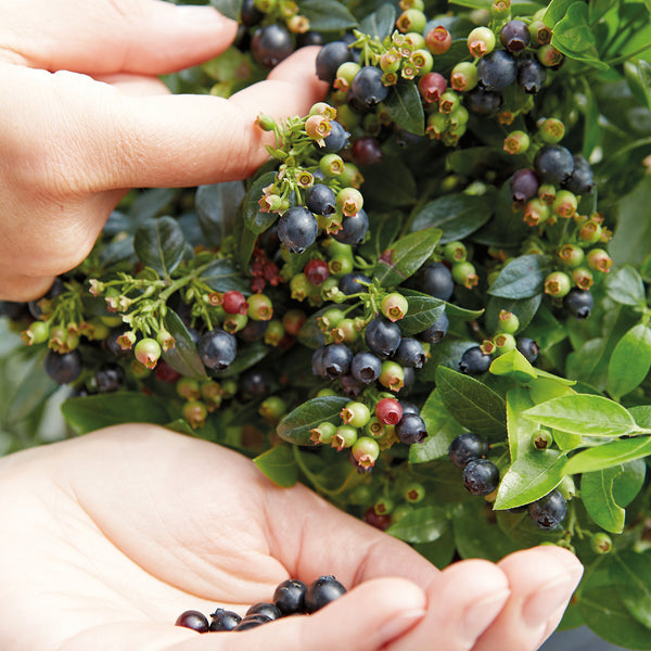 Früchte der Plantura BrazelBerry® 'BerryBux'®