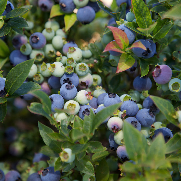 Beeren der Blaubeere BrazelBerry® 'Jelly Bean'®