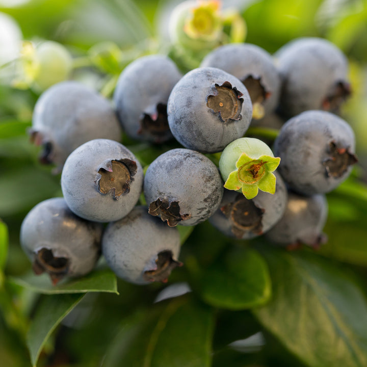 Früchte der Plantura BrazelBerry® 'Jelly Bean'®