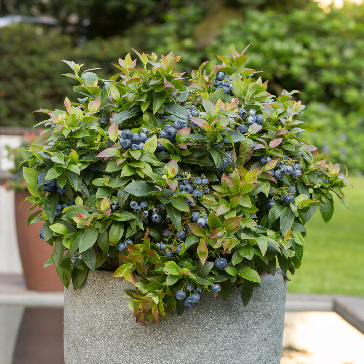 Plantura BrazelBerry® 'Jelly Bean'® im Topf