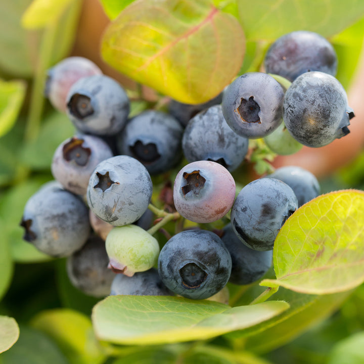 Beeren der Blaubeere BrazelBerry® 'Peach Sorbet'®