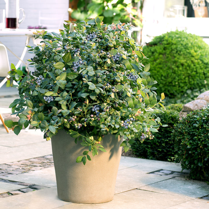 Plantura BrazelBerry® 'Peach Sorbet'® im Topf