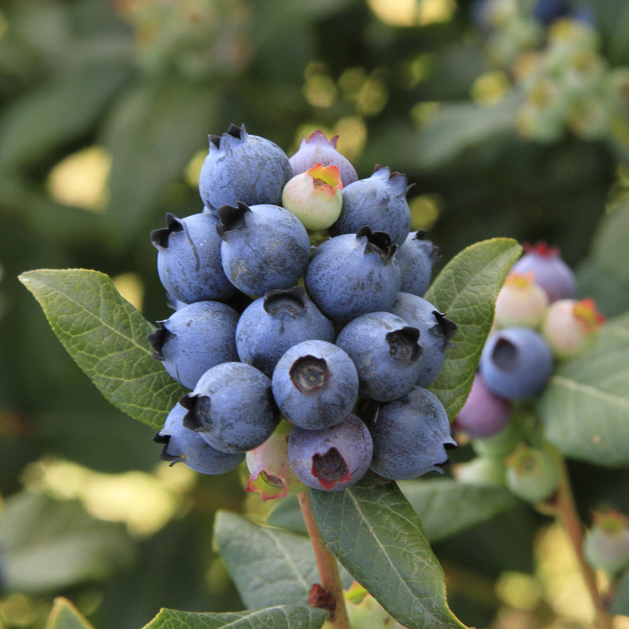 Beeren der Blaubeere BrazelBerry® 'Perpetua'