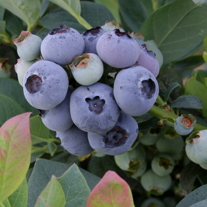 Beeren der Blaubeere BrazelBerry® 'Pink Breeze'®