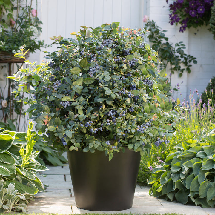 Plantura BrazelBerry® 'Pink Breeze'® im Topf