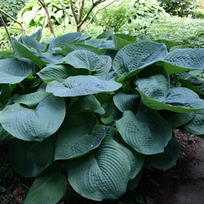 Blaublatt-Funkie 'Elegans' Violett