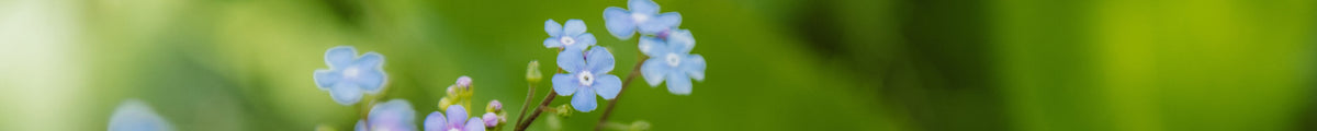Blaue Bodendecker