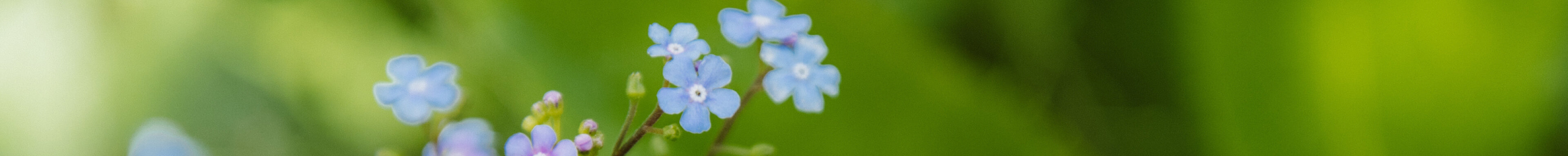 Blaue Bodendecker