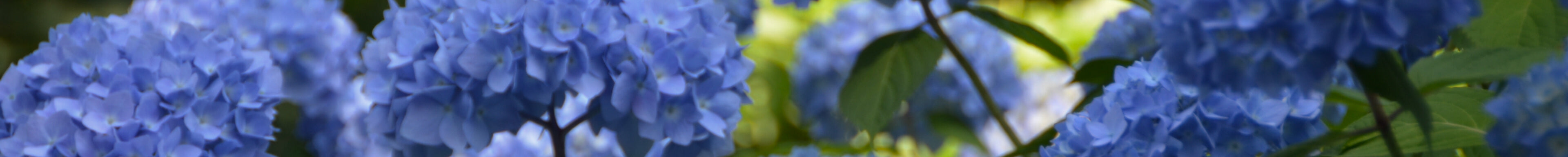 Blaue Hortensien