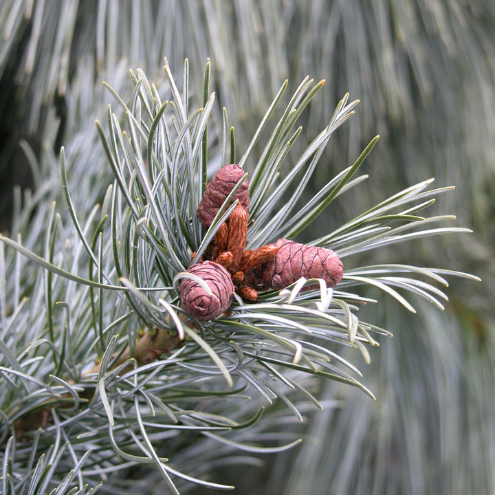 Blaue Mädchenkiefer 'Negishi'