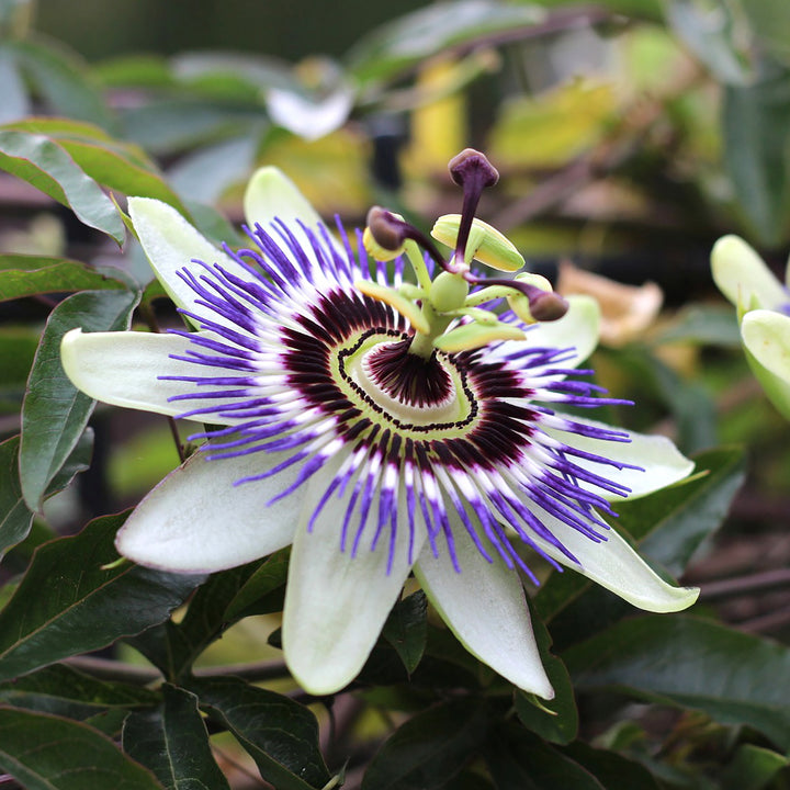 Blaue Passionsblume
