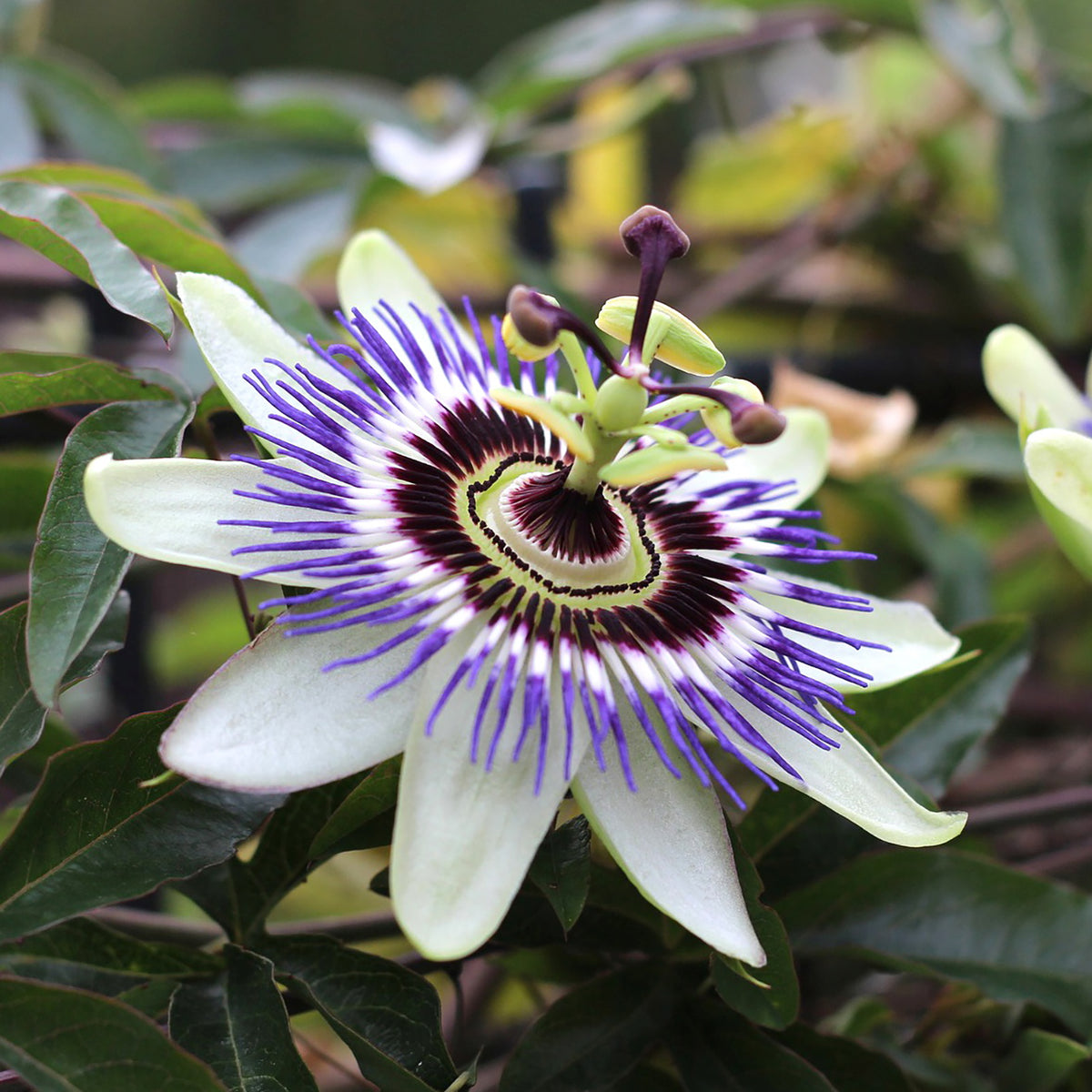 Blaue Passionsblume