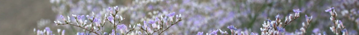 Blaue Stauden