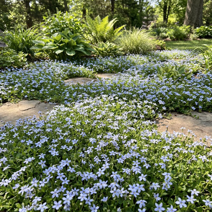 Blauer Bubikopf Blau