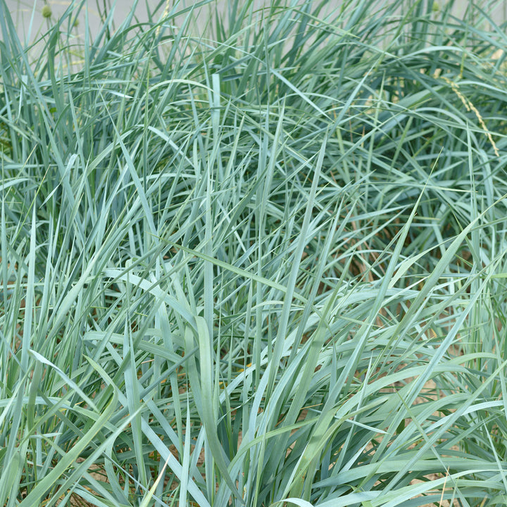 Halme des Blauen Strandroggen 'Blue Dune'