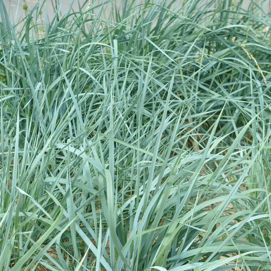 Halme des Blauen Strandroggen 'Blue Dune'