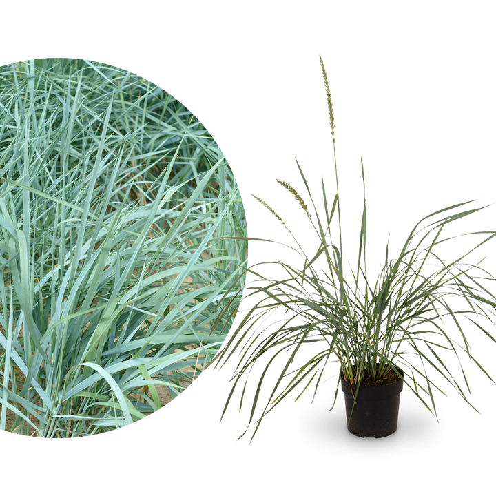 Blauer Strandroggen 'Blue Dune'