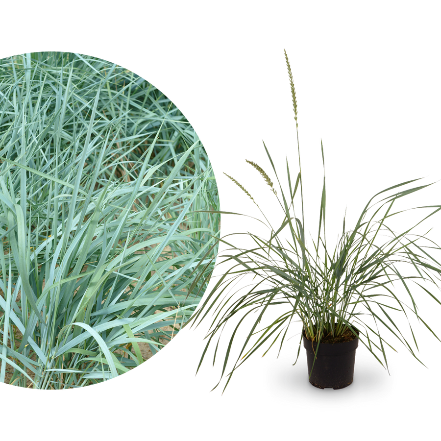 Blauer Strandroggen 'Blue Dune'