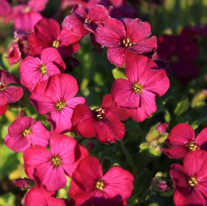Blaukissen 'Florado Rose Red' Rosa