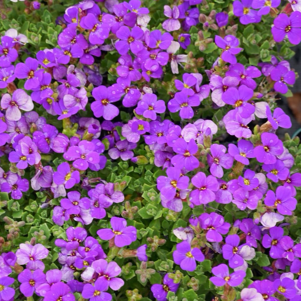 Blaukissen 'Hamburger Stadtpark' Violett