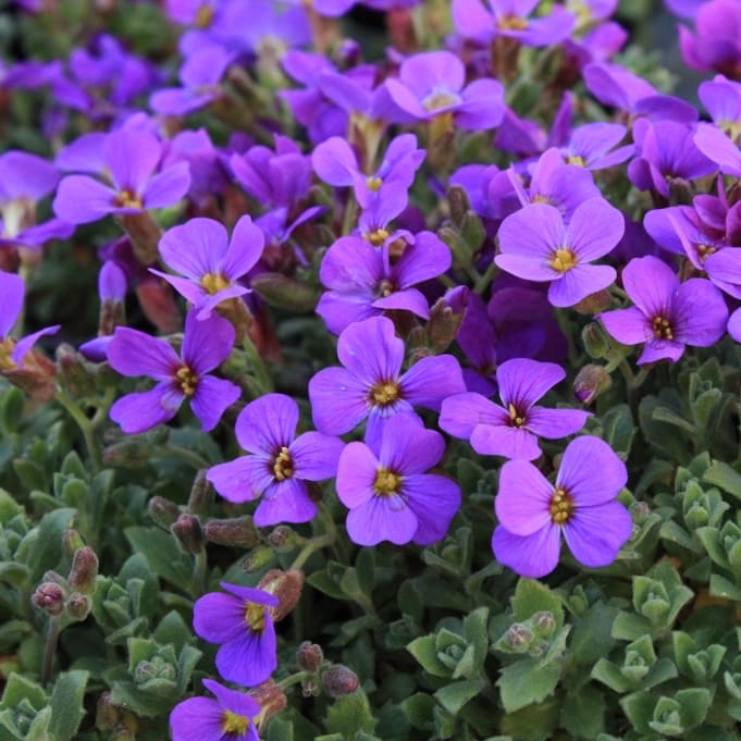 Blaukissen 'Hamburger Stadtpark' Violett