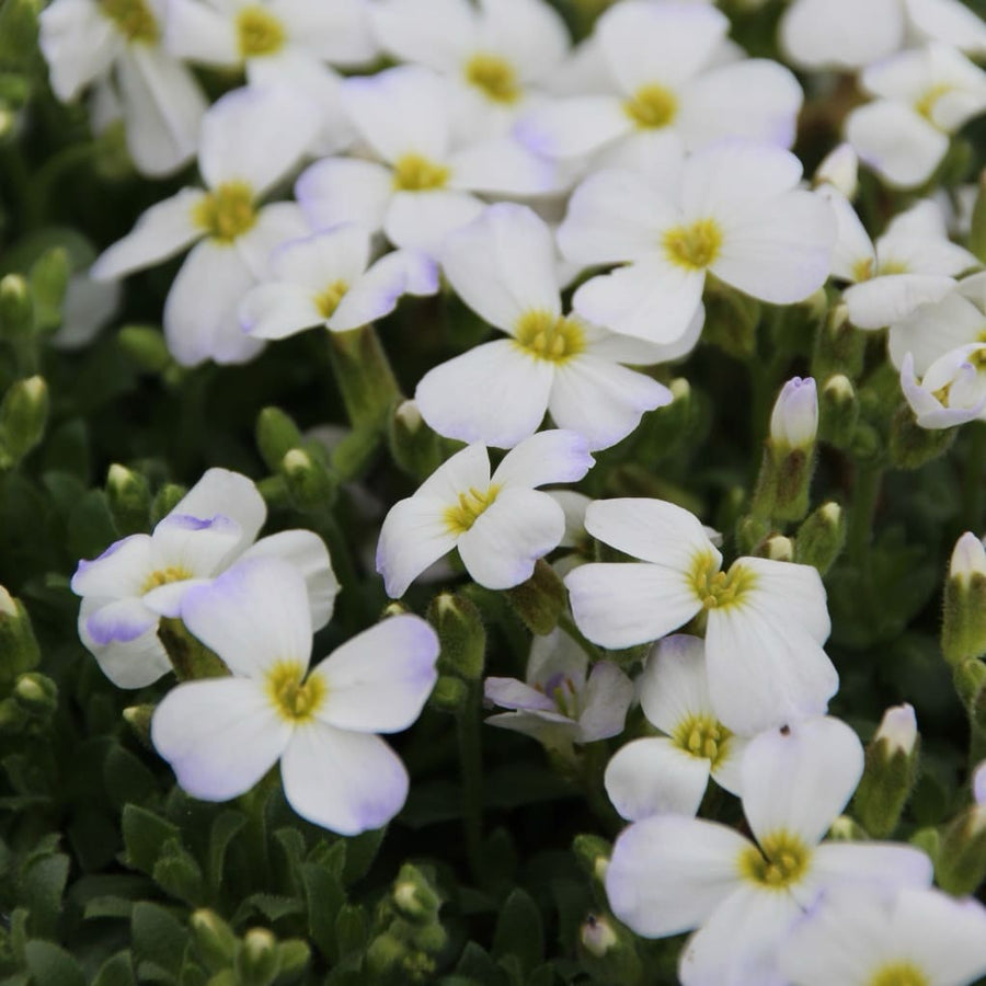 Blaukissen 'Regado White' Weiß