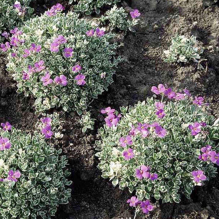 Blaukissen 'Silberrand' Violett