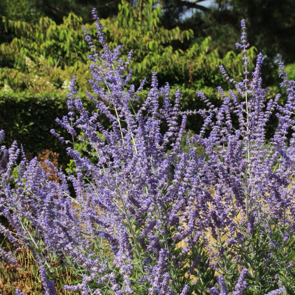 Blauraute 'Little Spire'® Blau