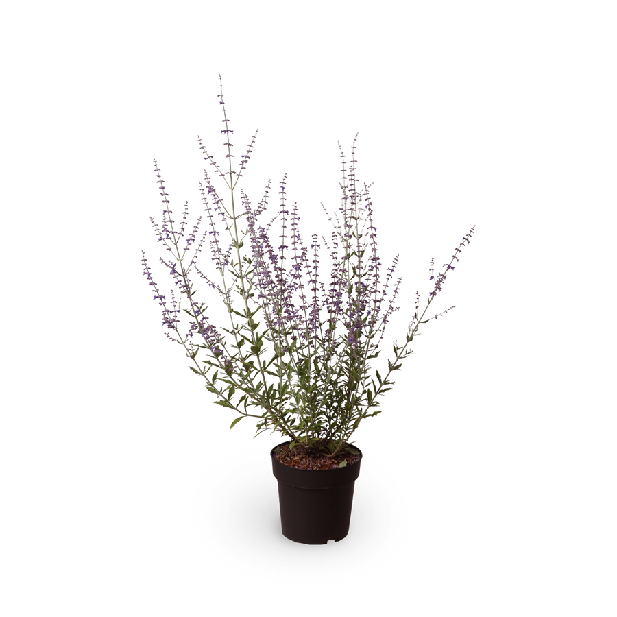 Blauraute 'Little Spire'