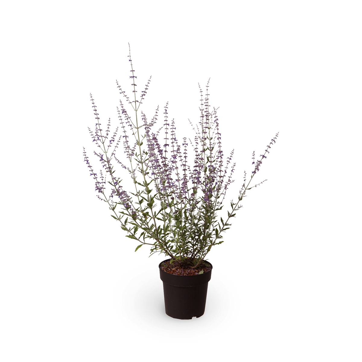 Blauraute 'Little Spire'