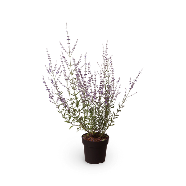 Blauraute 'Little Spire'
