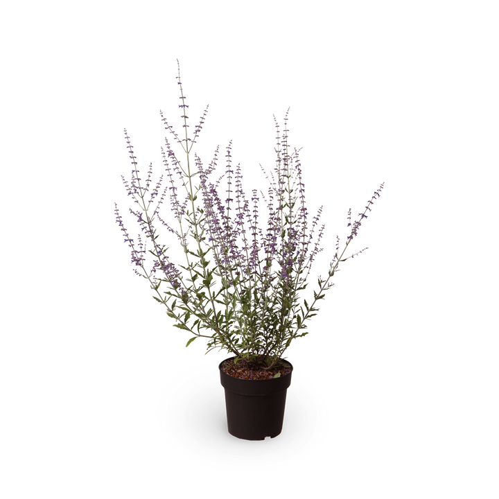 Blauraute 'Little Spire'