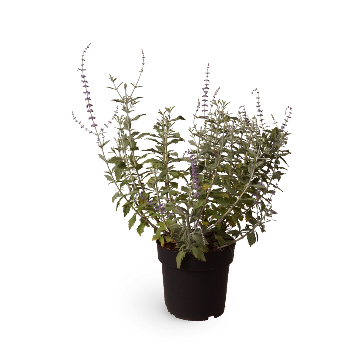 Blauraute 'Silvery Blue'®