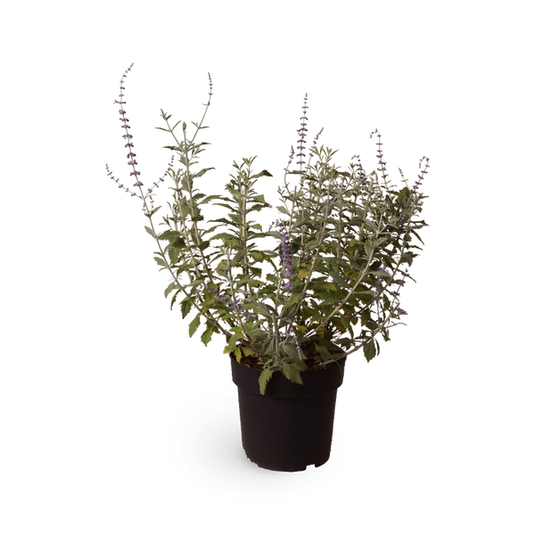 Blauraute 'Silvery Blue'®