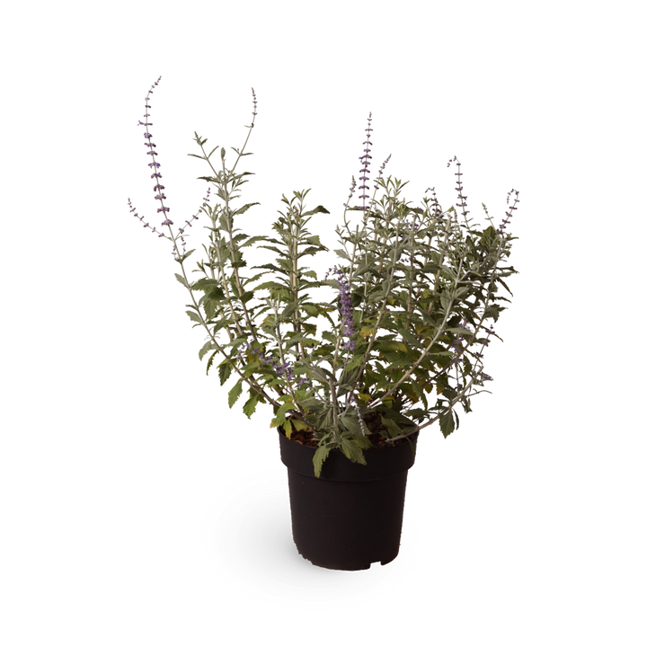 Blauraute 'Silvery Blue'®