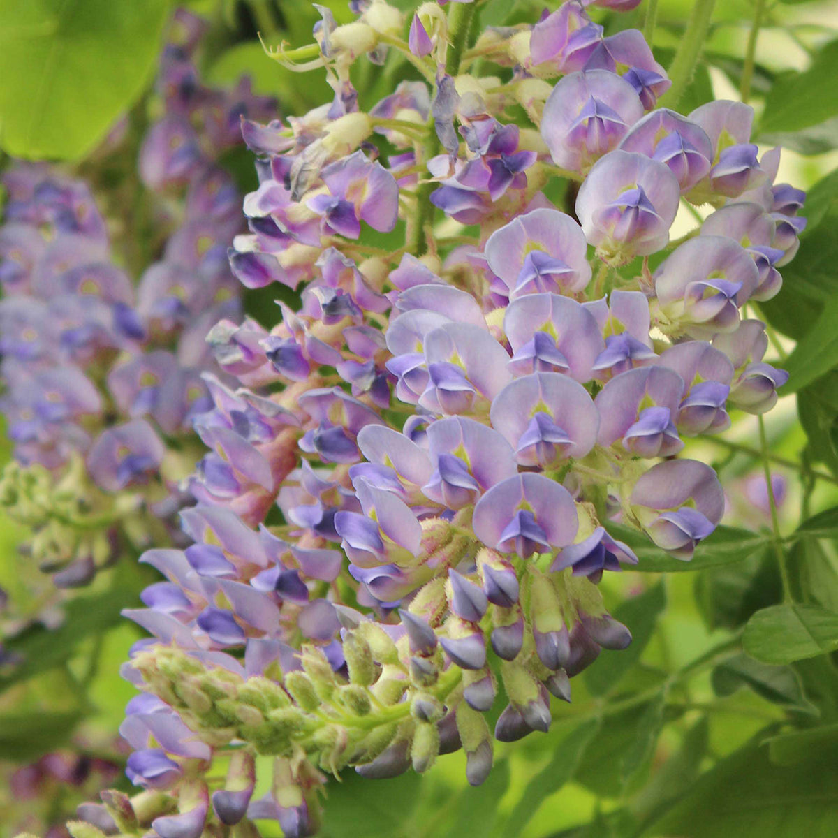 Blauregen 'Aunt Dee'