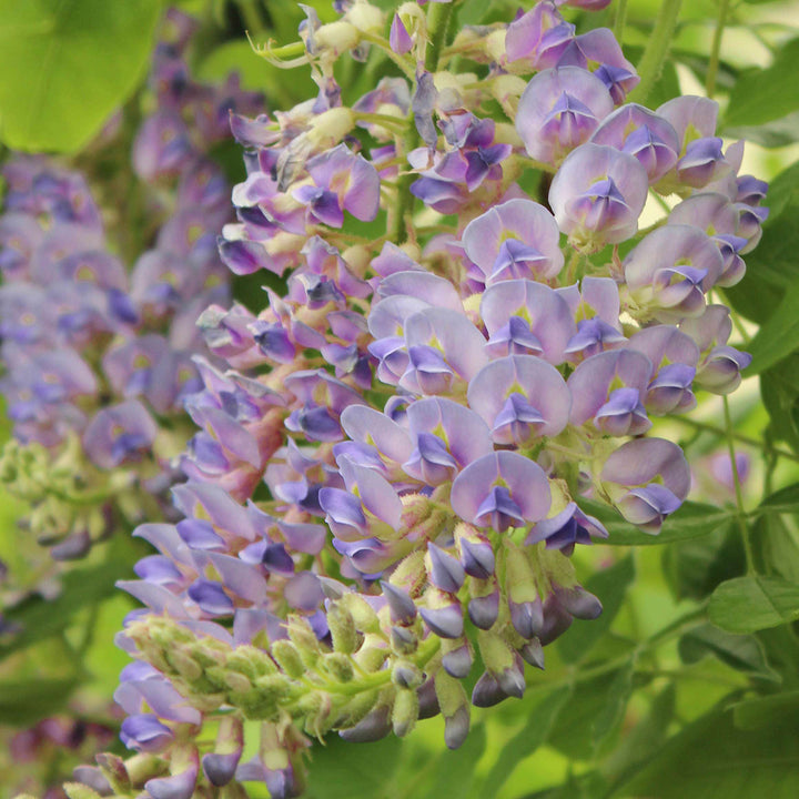 Blauregen 'Aunt Dee'