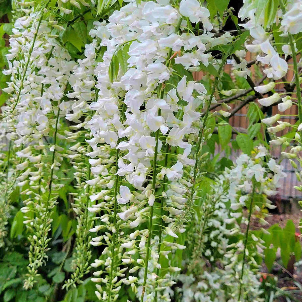 Blauregen 'Clara Mack'