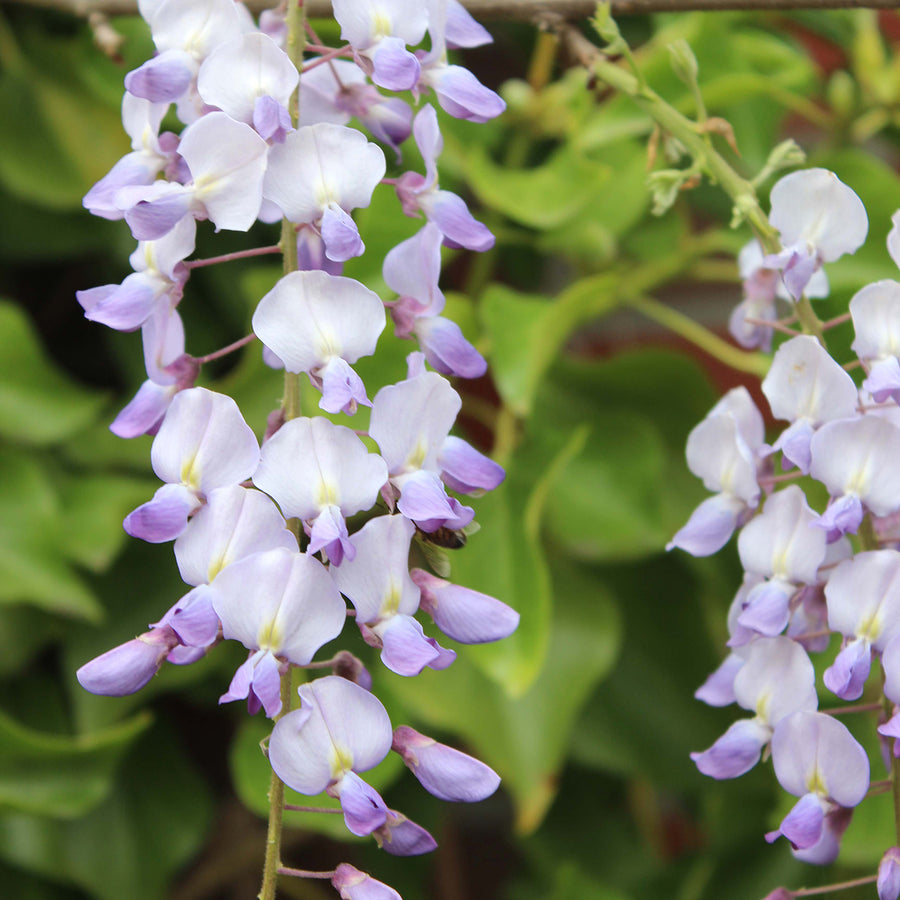Blauregen 'Issai'