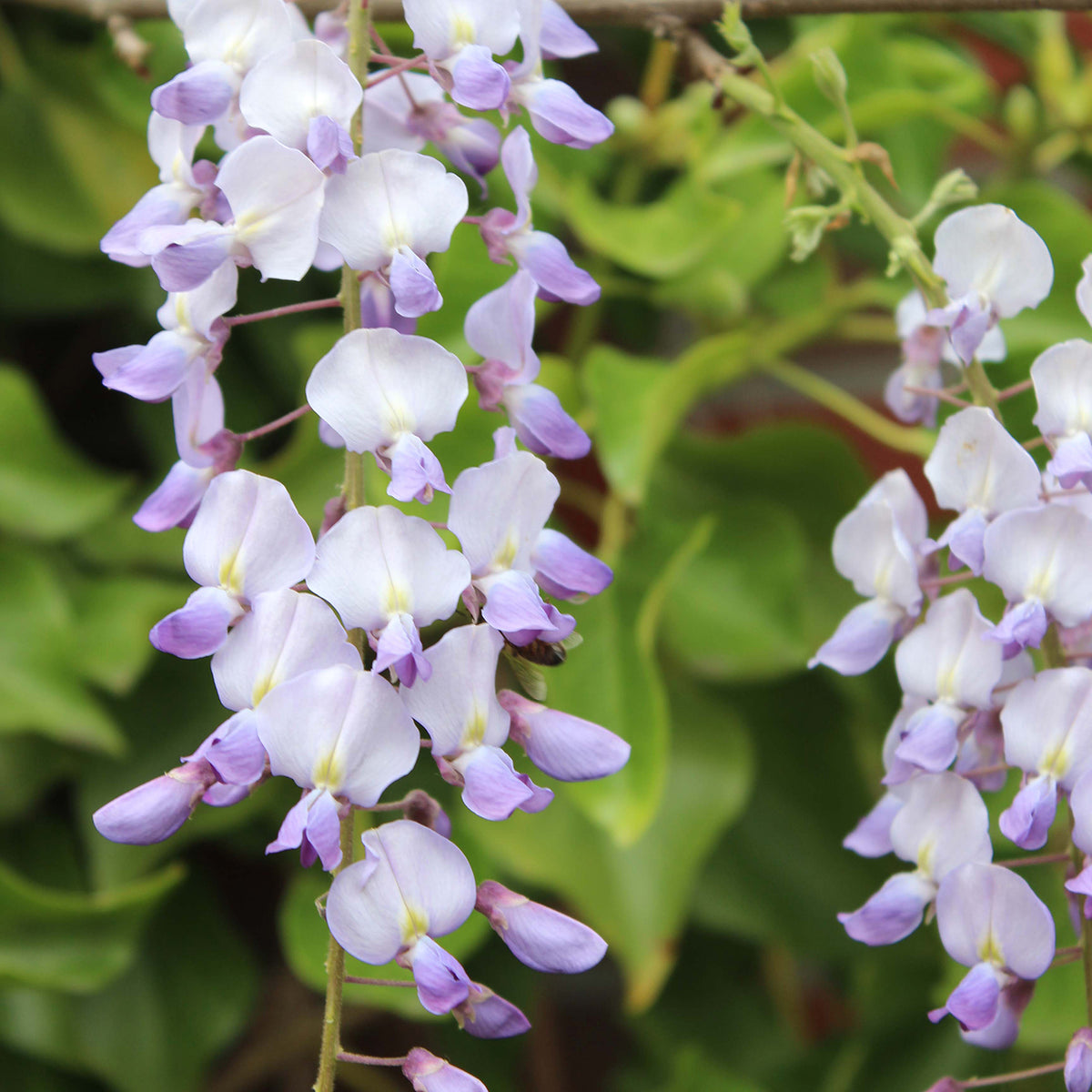 Blauregen 'Issai'