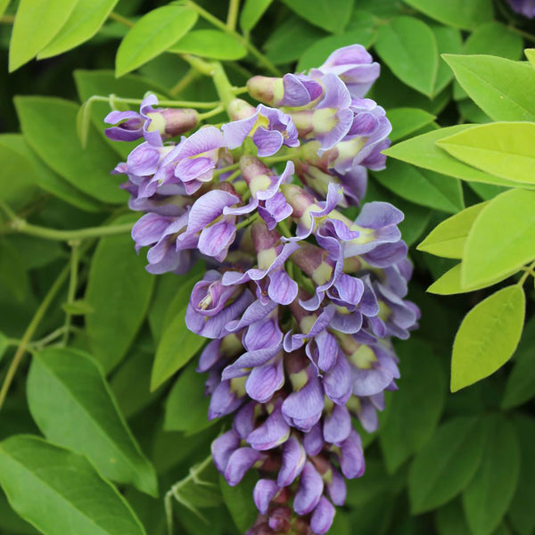 Blauregen 'Longwood Purple'