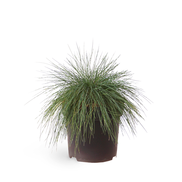 Blauschwingel 'Elijah Blue'
