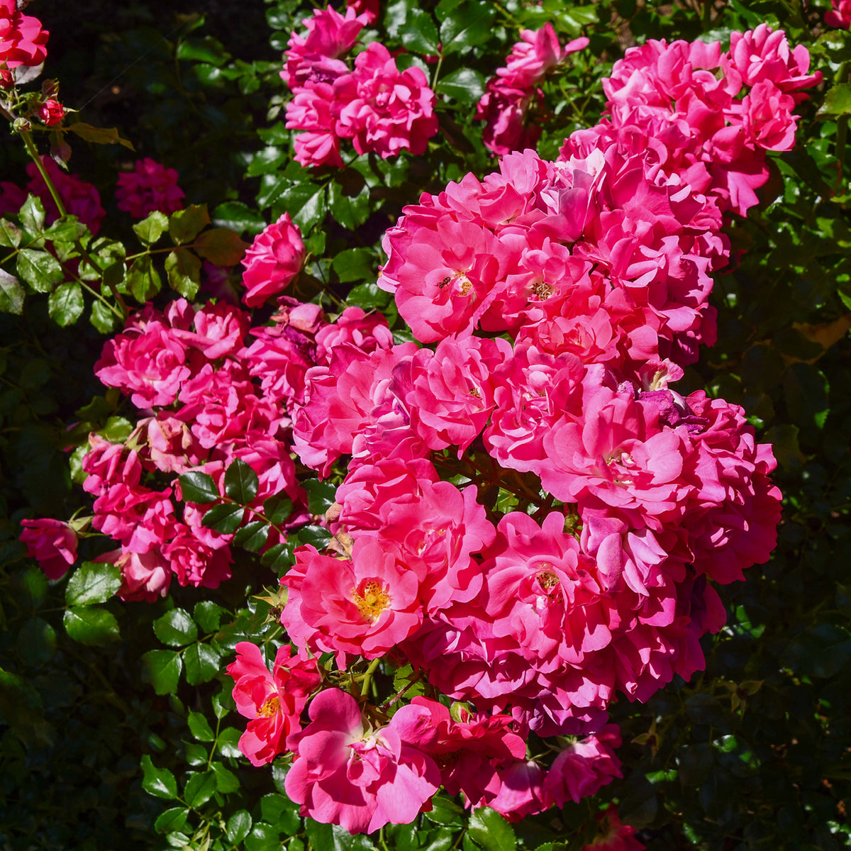 Blühende Bodendeckerrose 'Heidetraum'®