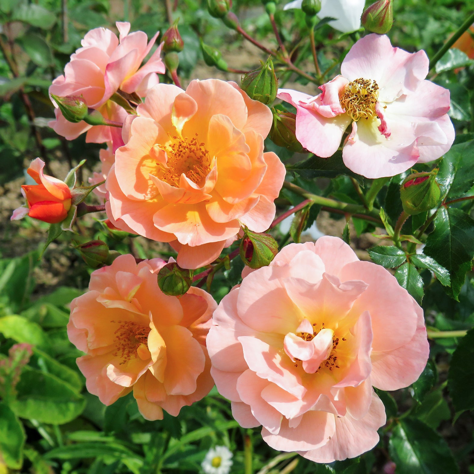 Blühende Bodendeckerrose 'Sedana'®