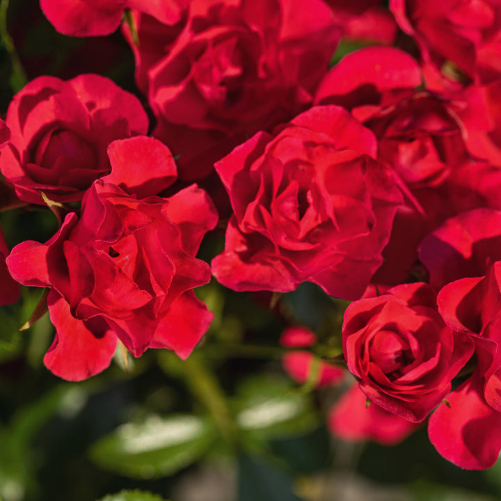 Blühende Bodendeckerrose 'Sorrento'®