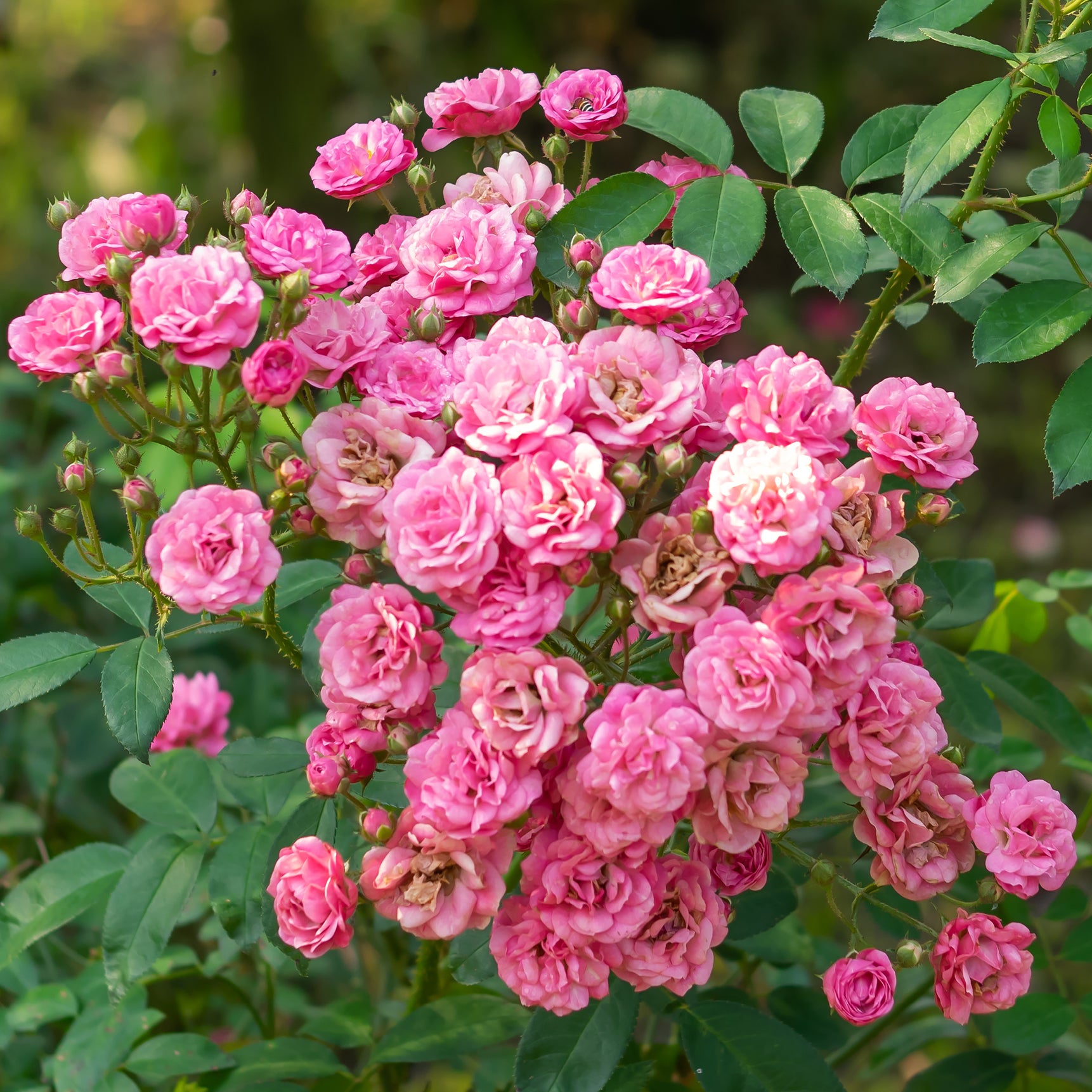 Blühende Bodendeckerrose 'The Fairy'