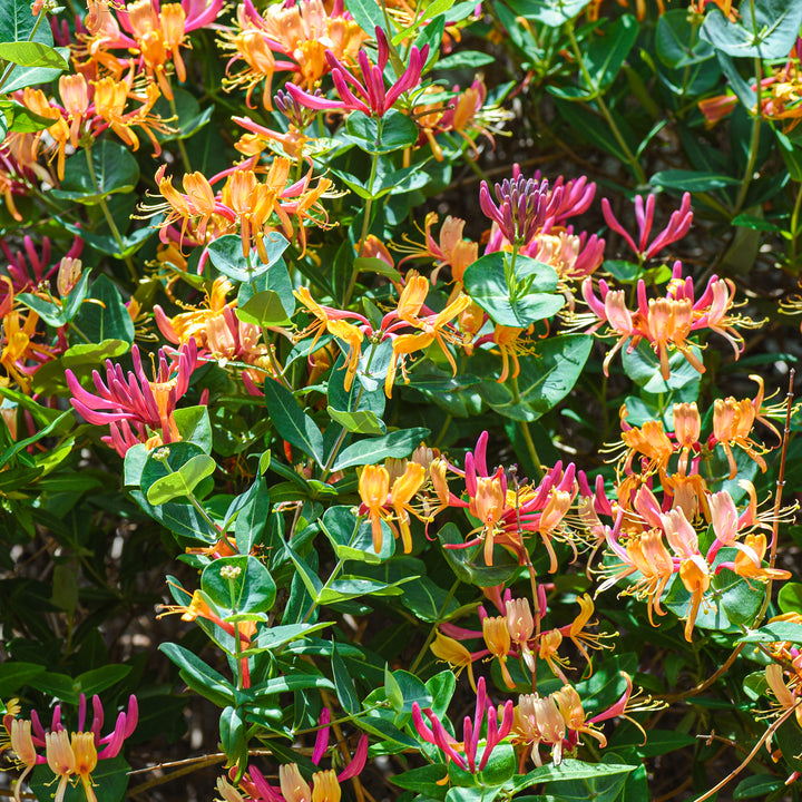 Blühende Geißschlinge 'Goldflame'