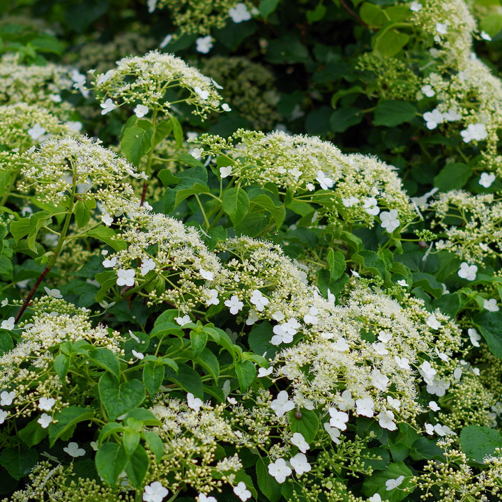 Weiß blühende Kletterhortensie