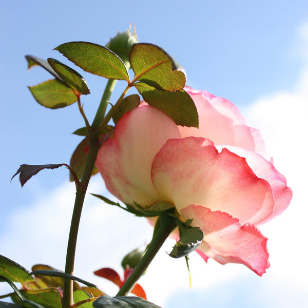 Blühende 'Nostalgie'®-Rose